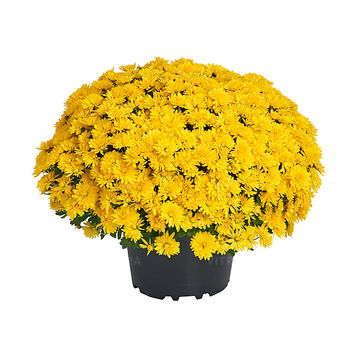 Amelie Yellow