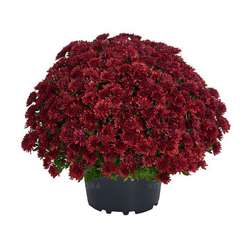 Amelie Red