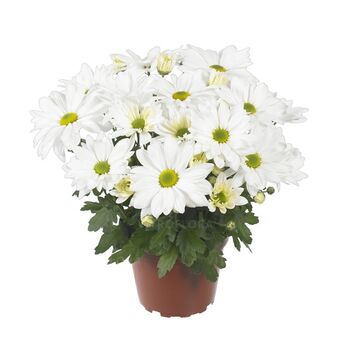 Breeze White