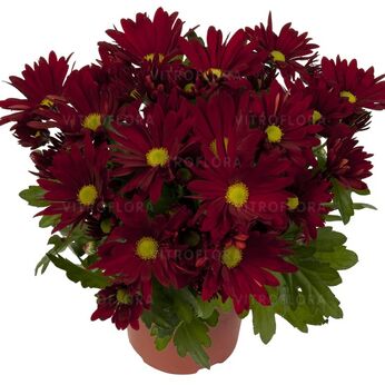 Breeze Dark Red