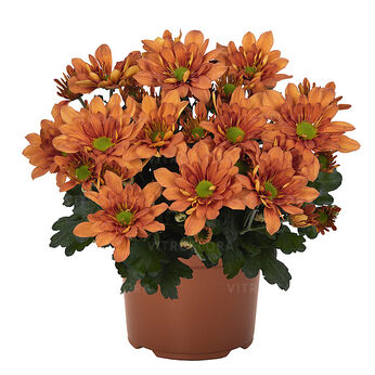 Breeze Tangerine