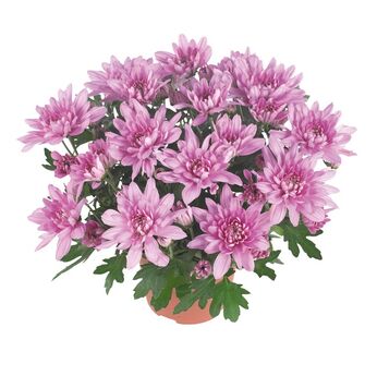 Chrystal Pink