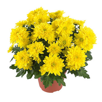 Chrystal Yellow