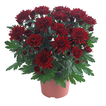 Chrystal Red