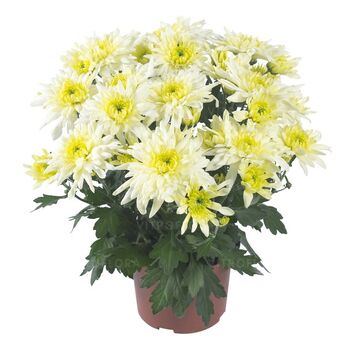 Chrystal Lemon