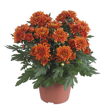 Chrystal Orange