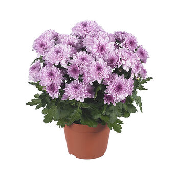 Chrystal Pink Flair