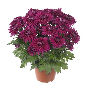 Chrystal Purple