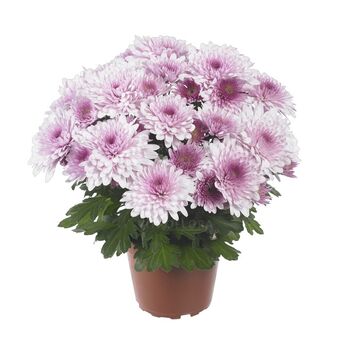 Chrystal Blush