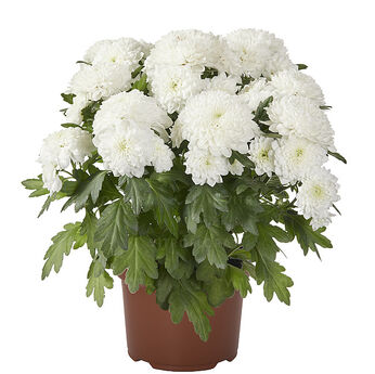 Chrystal Frost