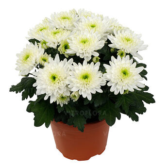 Chrystal Lime