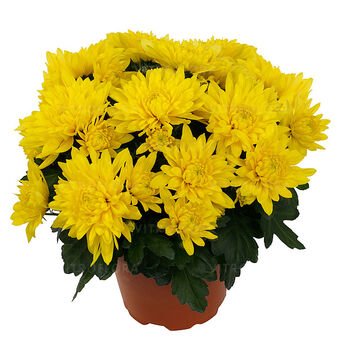 Chrystal Canary