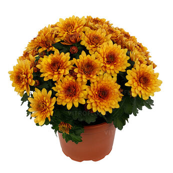 Chrystal Marigold