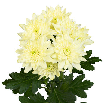 Pina Colada Cream