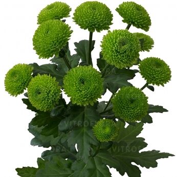 Code Green