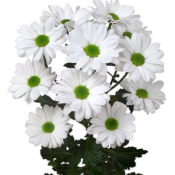 Paperwhite