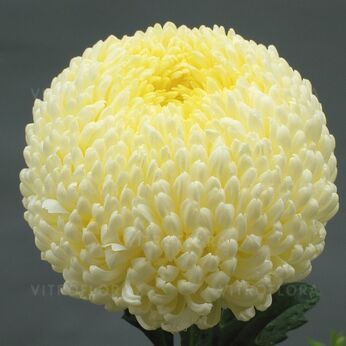 Creamist White