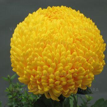 Creamist Yellow