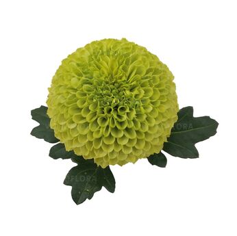 Chirone Green