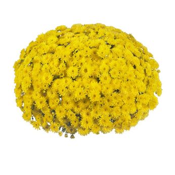 Cruise Yellow