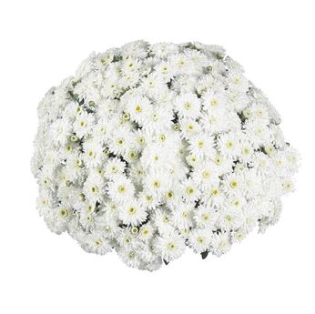 Calm White