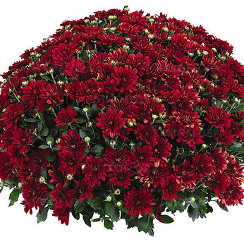 Fiesta Red