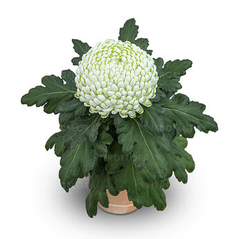 Greenstar