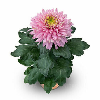 Sunkiss Pink
