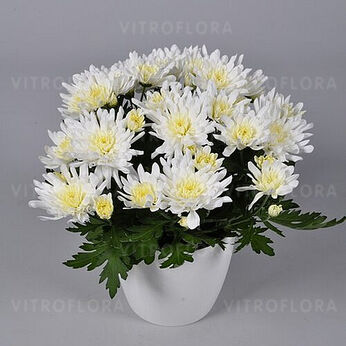 Dynamic White