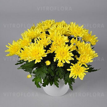 Dynamic Yellow