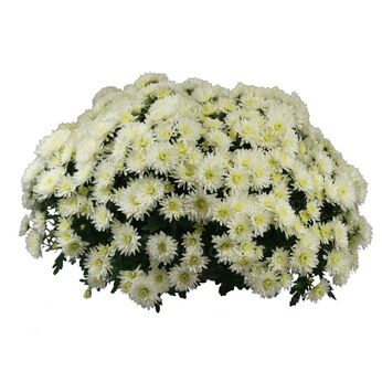 Patinka White