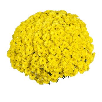 Sing Yellow