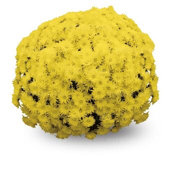 Patinka Yellow
