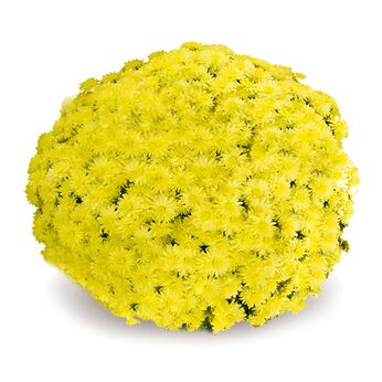 Elrond Yellow