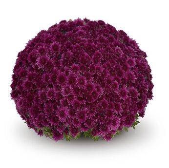 Sorini Mauve