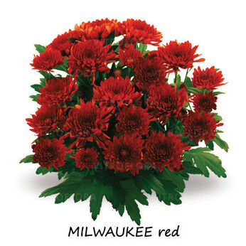 Milwaukee Red