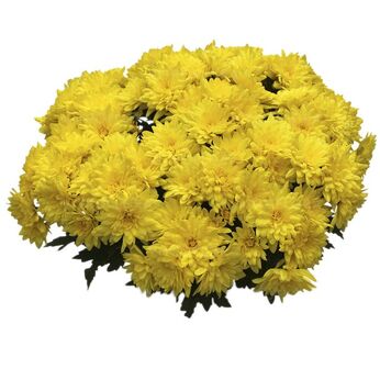 Zizinho Yellow