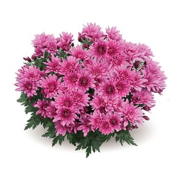 Dynamic Pink