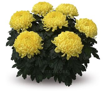 Passionnement Jaune