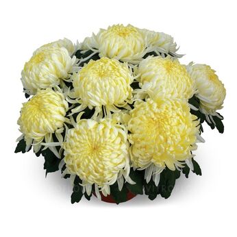 Angelys Jaune