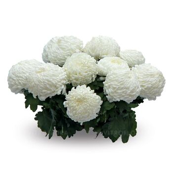 Sunberry White
