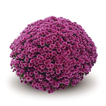 Jasoda Mauve