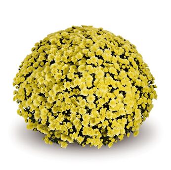 Jasoda Yellow