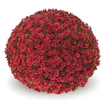 Jasoda Red
