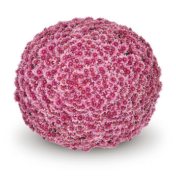 Sorini Pink