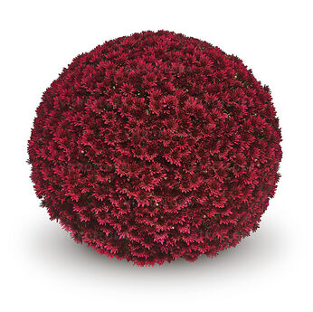 Muga Violet
