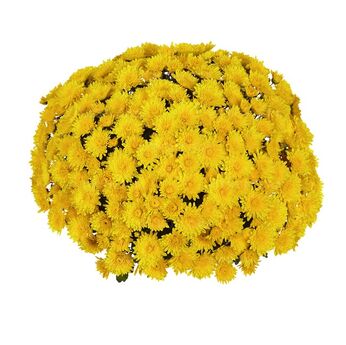 Field Yellow