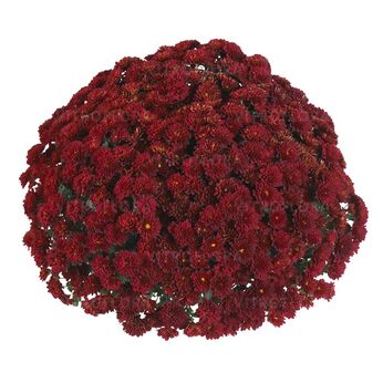 Volley Red