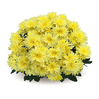 Mount Gerlach Yellow