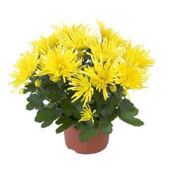 Splash Yellow